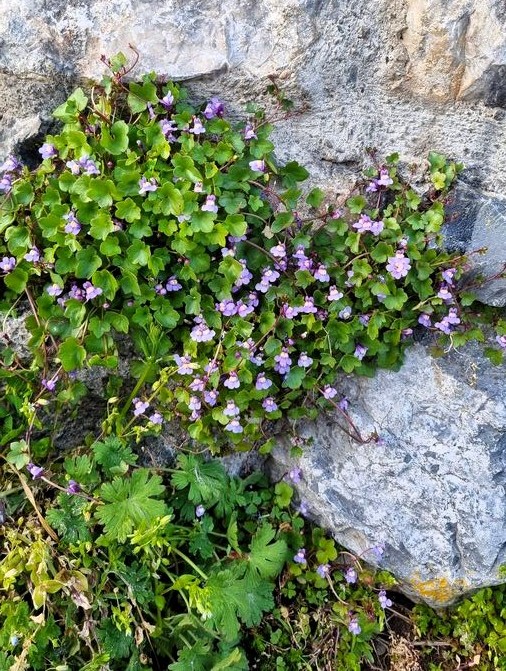 Small purple wildflowers growing in clusters between grey and cream-colored rocks, with green leaves spreading across the stone surface.