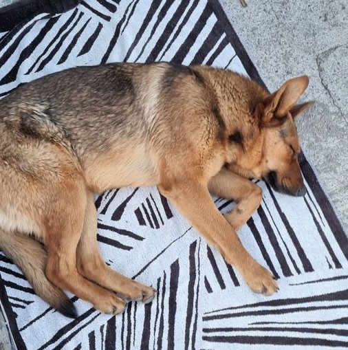 A German Shepherd dog lying stretched out on its side on a black-and-white zebra-print blanket on stone pavement, basking contentedly in the sun.