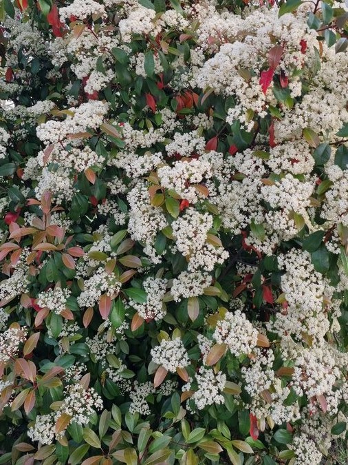 A dense wall of white flower clusters on a photinia bush, with coppery-red new leaves interspersed among the blooms, set against a bright blue sky.